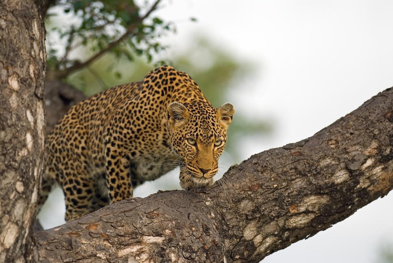 Pondoro Game Lodge Заповедник Балуле Экстерьер фото