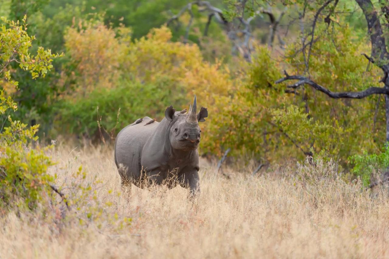 Pondoro Game Lodge Заповедник Балуле Экстерьер фото