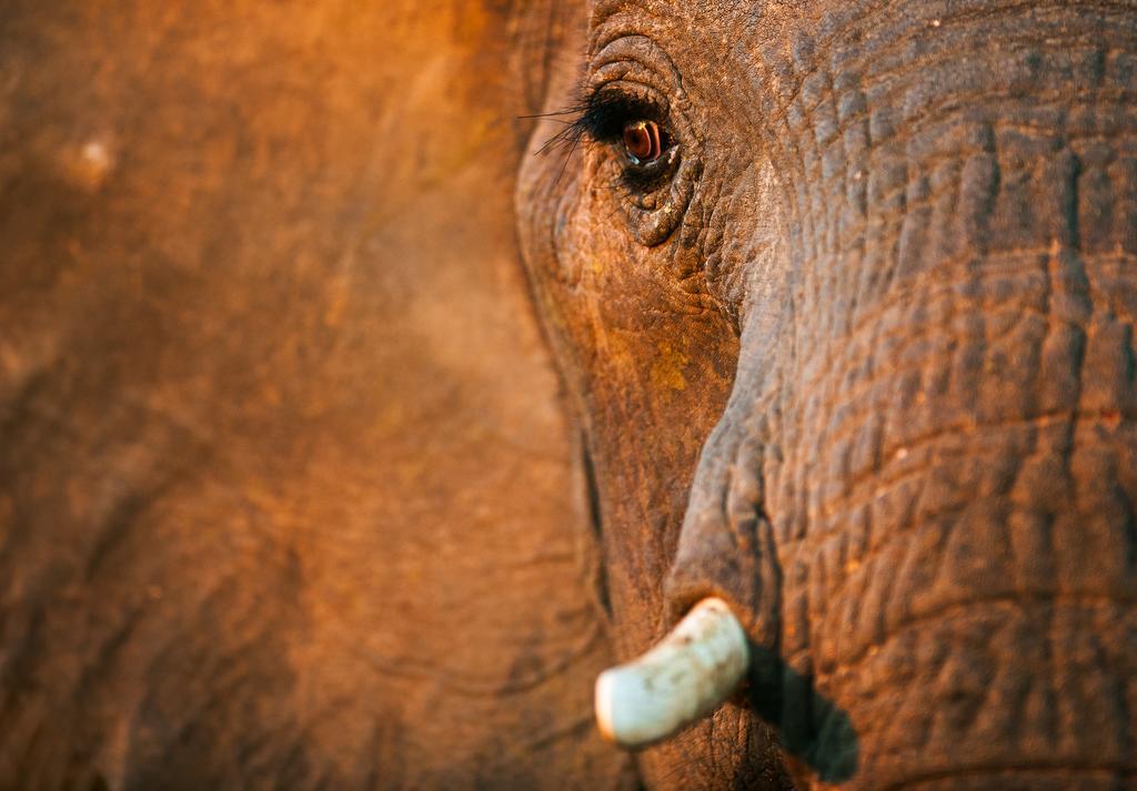 Pondoro Game Lodge Заповедник Балуле Экстерьер фото